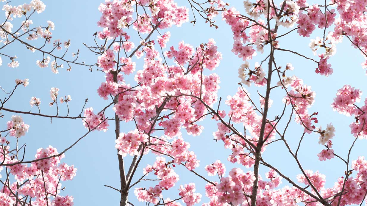 高齢者みんながお花見レクを楽しめた！介護のプロが知るお花見の工夫