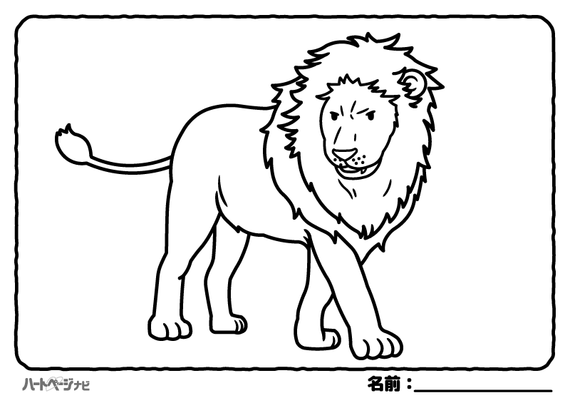 高齢者の動物の塗り絵／ライオン