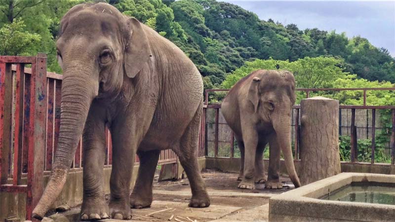 高齢者の趣味／動物園の象