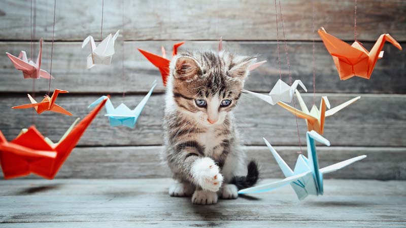 鶴の折り紙で遊ぶ猫
