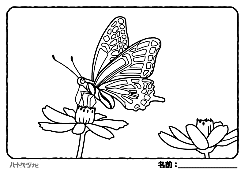 高齢者の春の塗り絵／花とチョウチョ