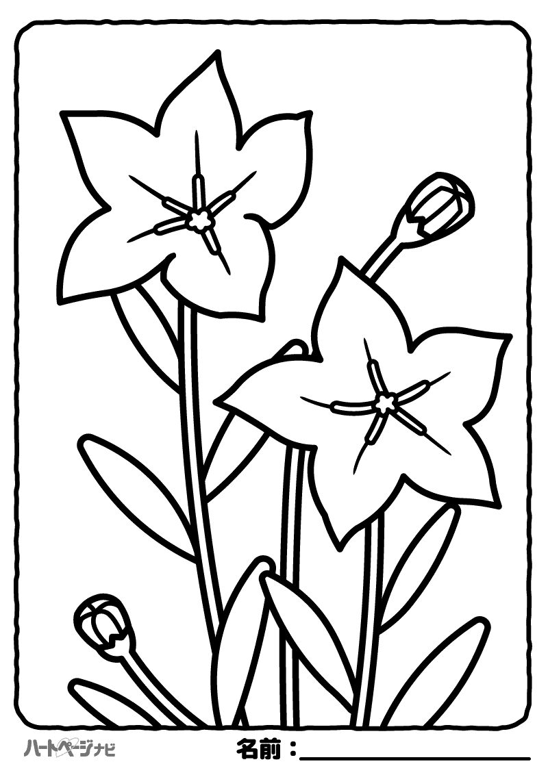 花の塗り絵／桔梗