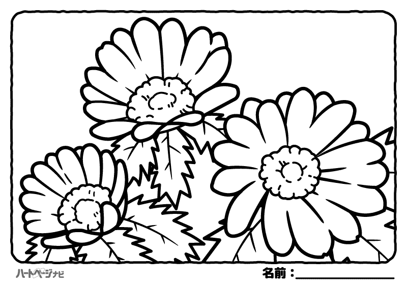 冬の花の塗り絵／福寿草