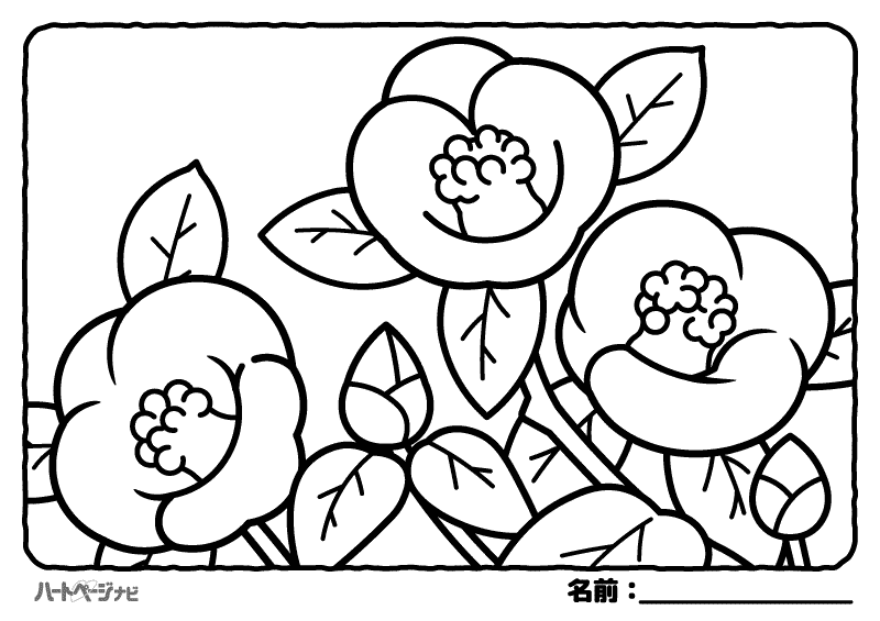 冬の花の塗り絵／椿（つばき）