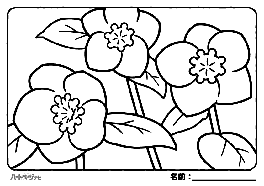 冬の花の塗り絵／クリスマスローズ