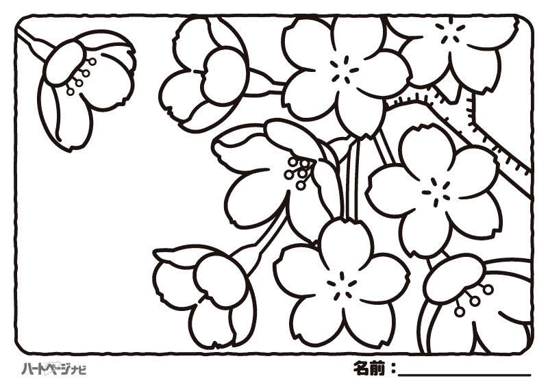 春の花の塗り絵／桜（さくら）