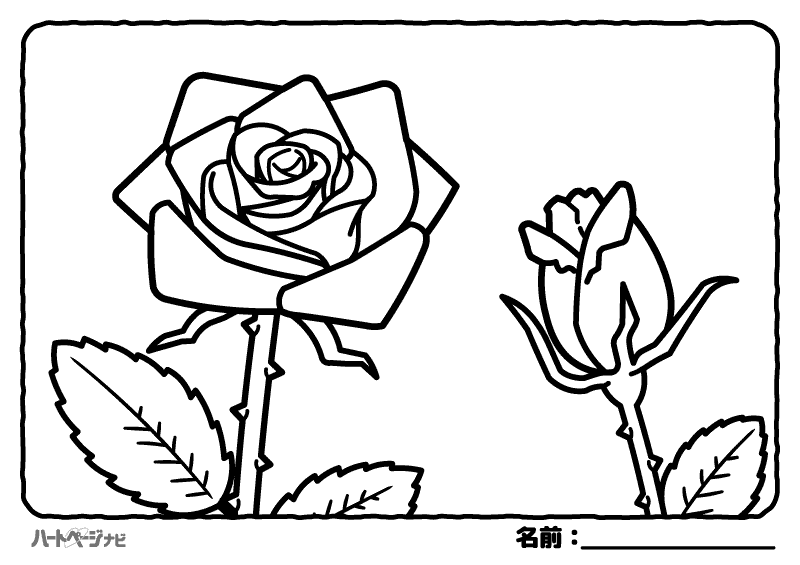 春の花の塗り絵／バラ