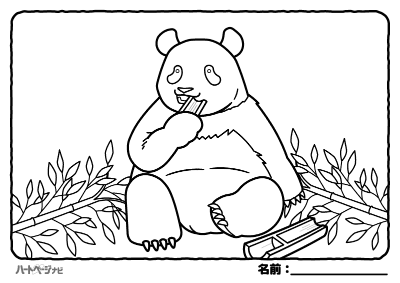 高齢者の動物の塗り絵／パンダ