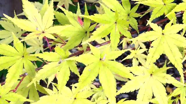 心と体のリハビリであふれる笑顔|すこやかホーム大島