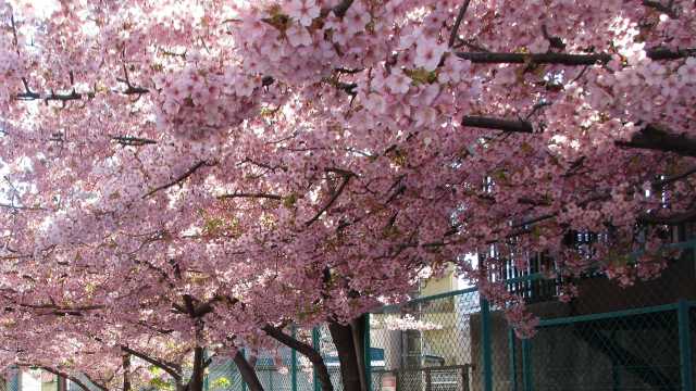 心と体のリハビリであふれる笑顔｜すこやかホーム大島