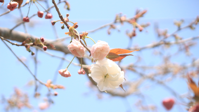 暮らしに楽しみと活力を|特別養護老人ホーム松みどりホーム