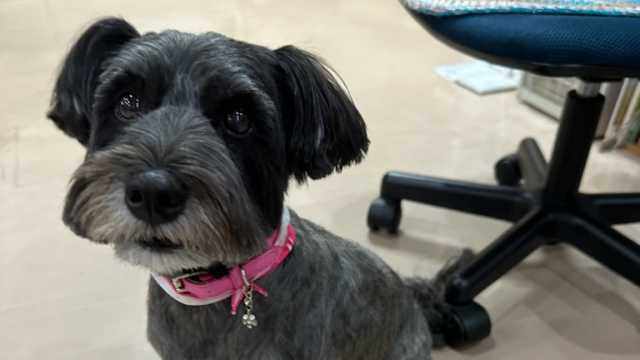 ワンちゃんのいる通所リハビリテーション|上原医院通所リハビリテーション