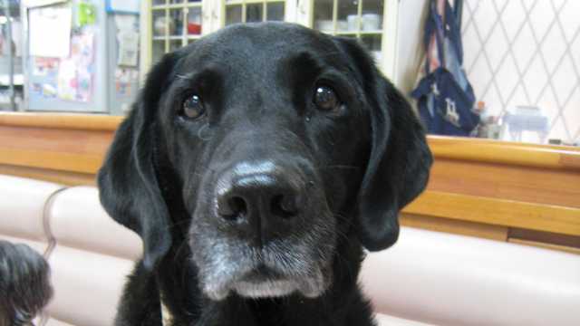 ?ワンちゃんのいる通所リハビリテーション?｜上原医院通所リハビリテーション