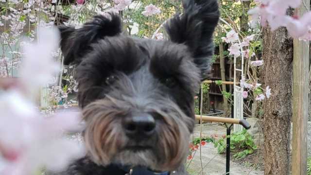 ワンちゃんのいる通所リハビリテーション｜上原医院通所リハビリテーション