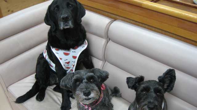 ワンちゃんのいる通所リハビリテーション｜上原医院通所リハビリテーション