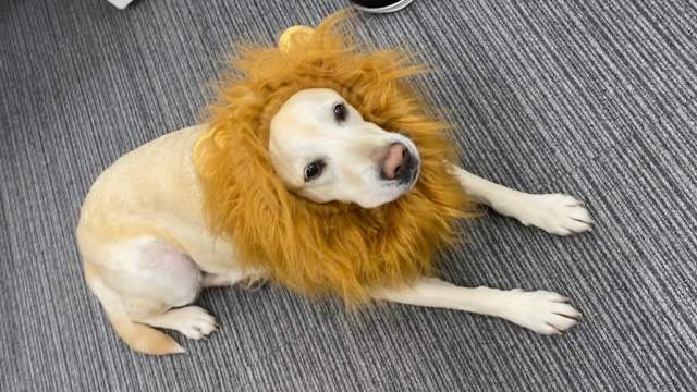 《犬と共に暮らす》先進の介護システム×安心と安らぎのある空間｜特別養護老人ホーム　翠華の里