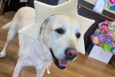 《中部盲導犬協会へのご寄付について》|特別養護老人ホーム 翠華の里