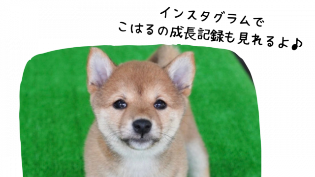 『あなたの自分らしさを引き出すケア』を提供します!|わんぽにー訪問看護