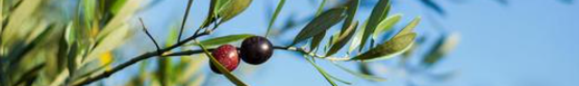 複合型ハウス・メリー｜複合型ハウス・メリー