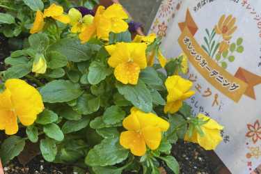 《地域活動への参加》｜複合型ハウス・メリー