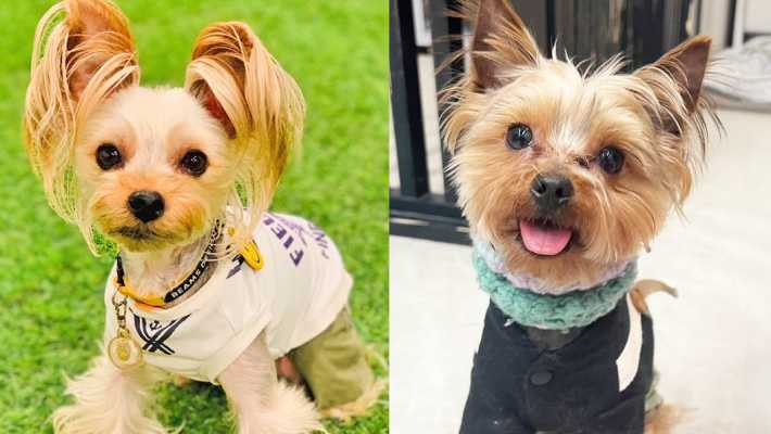 ■セラピー犬|シニアフィットネスサロンえにしあ