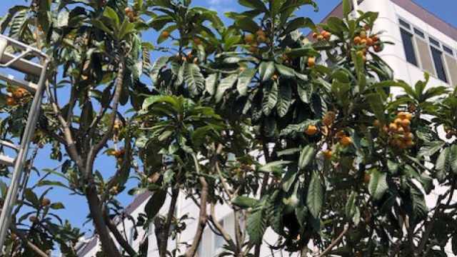 【介護と医療が連携し入所者様が安心できる療養環境をご提供いたします】｜介護老人保健施設　びわの葉