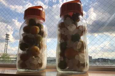 《敷地には四季折々の草花や果樹が植えられています》｜介護老人保健施設　びわの葉