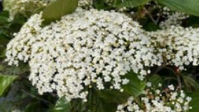 利用者様・ご家族様に寄り添い、意向に沿った生活ができるお手伝いができたらと思っております。｜ビバーナム