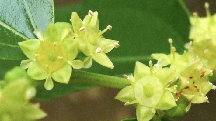 なつめの花言葉｜なつめ訪問看護ステーション