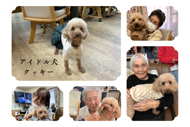 みなさまに愛される癒し犬 クッキー|ホームケアセンター新道東