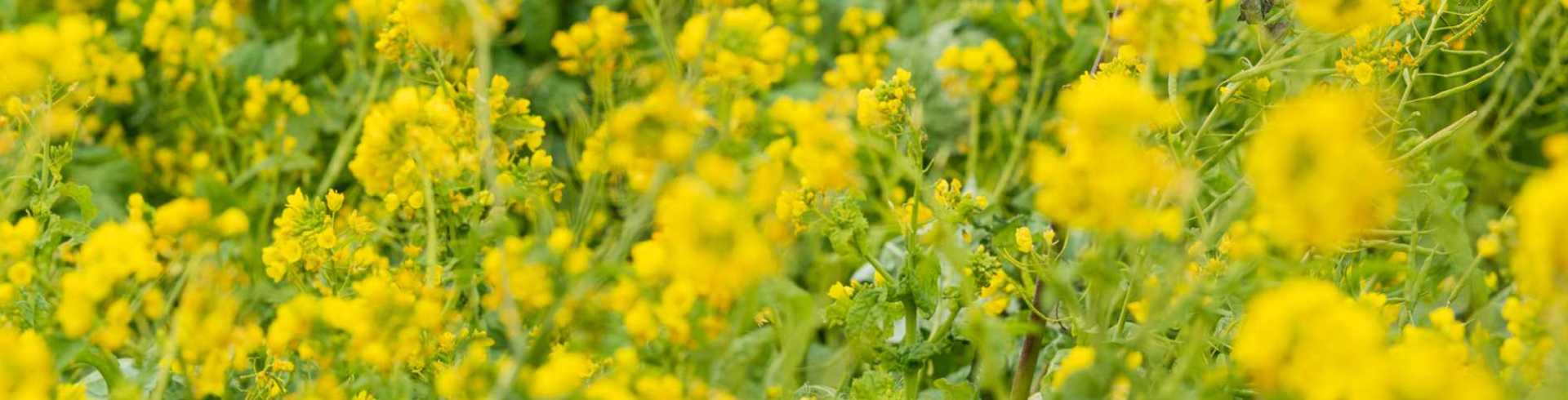 訪問介護　明日（あす）まるケア