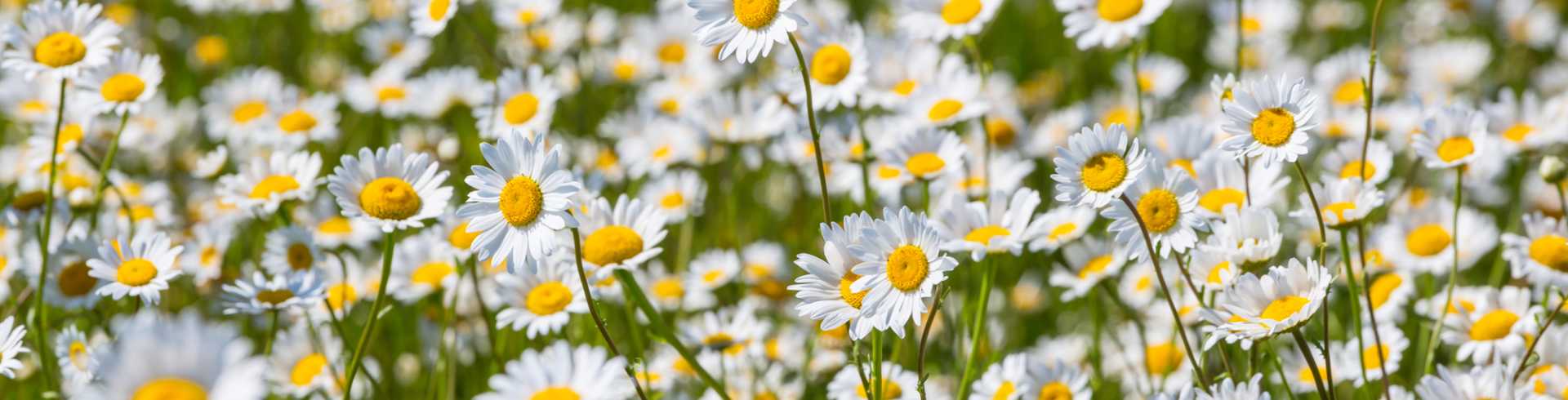 訪問看護ステーション Reafまちだ