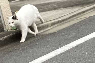 お猫さま②|ダスキンヘルスレント中目黒ステーション