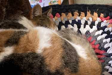 お猫さま③|ダスキンヘルスレント中目黒ステーション