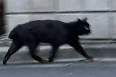 お猫さま④|ダスキンヘルスレント中目黒ステーション
