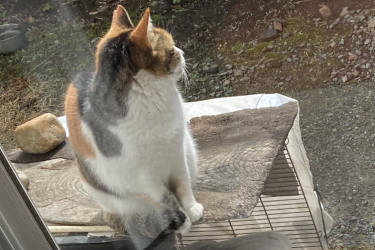 お猫さま⑤｜ダスキンヘルスレント中目黒ステーション