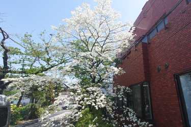 ハナミズキ｜介護付き有料老人ホーム　申孝園ロータスヴィラ（シンコウエンロータスヴィラ）