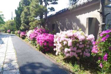 ツツジ｜介護付き有料老人ホーム　申孝園ロータスヴィラ（シンコウエンロータスヴィラ）