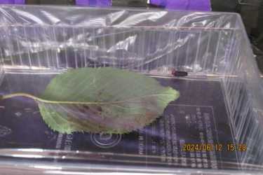 ほたる来ました｜こがデイサービスみづまの杜