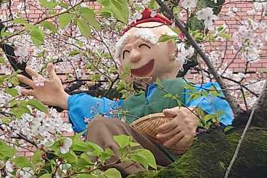 「桜祭り」開催のお知らせ｜介護付き有料老人ホーム　申孝園ロータスヴィラ（シンコウエンロータスヴィラ）