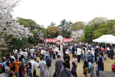 「申孝園・桜祭り」｜介護付き有料老人ホーム　申孝園ロータスヴィラ（シンコウエンロータスヴィラ）